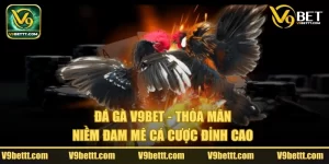 Giới thiệu sảnh đá gà V9bet